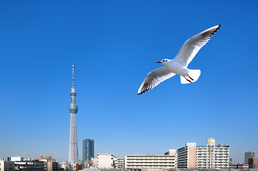 Tokyo Sky Tree and Seagull