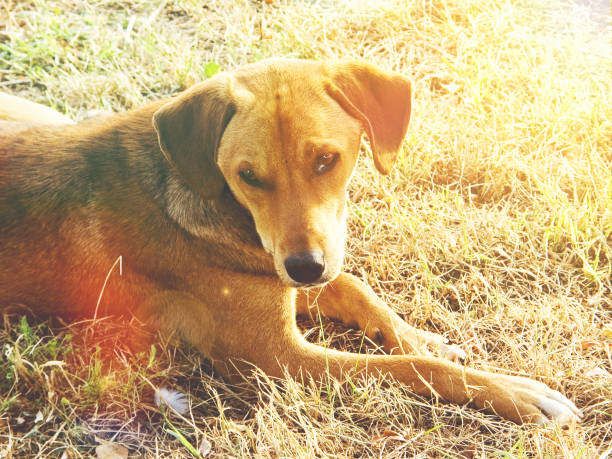 istock Brown abandoned dog on a summer afternoon (Picture No 11) 1176723961