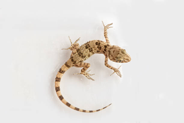 istock little lizard Gecko on white isolated background 1176724131