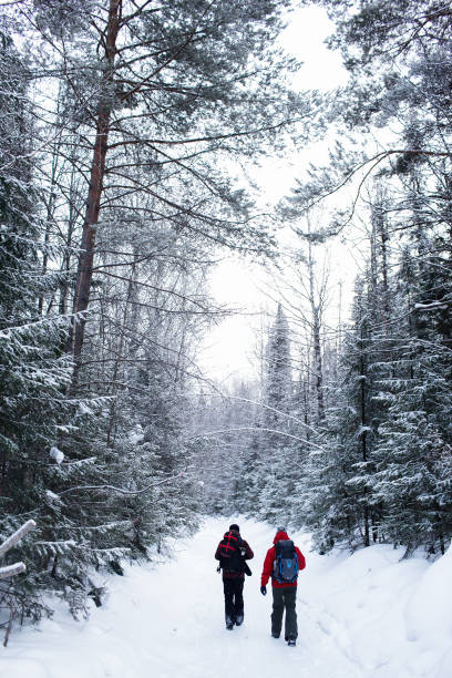 istock Hiker in the winter forest 1176729289