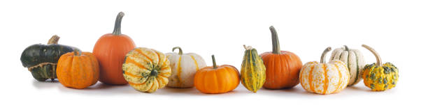 istock Assortiment of pumpkins on white 1176733783