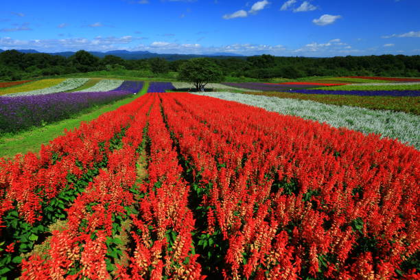 istock Blue sky and flower field 1176734467