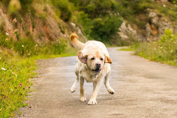 istock Dog runs free on the road 1176735851
