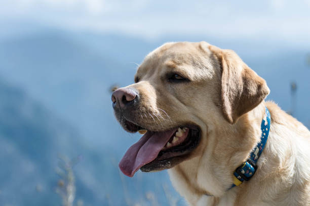 istock Gasp, dog and heat 1176735860