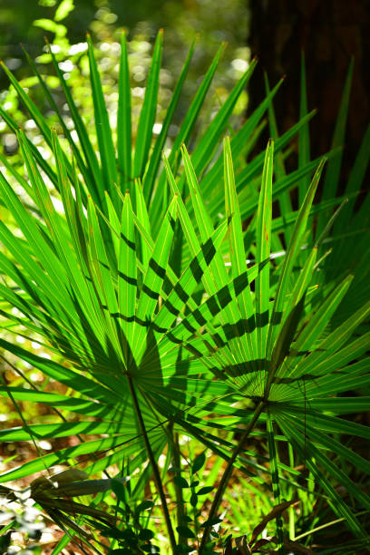 istock Overlapping backlit Saw Palmetto fronds casting shadows on each other 1176737288
