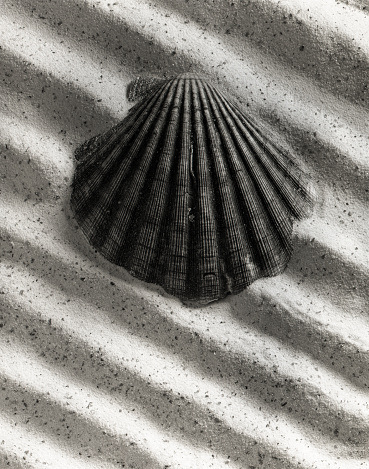 black and white shot of scallop shell on the beach. Directly above.