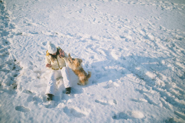 White Swiss Shepherd Dog on snow in winter. Adult berger blanc breed.