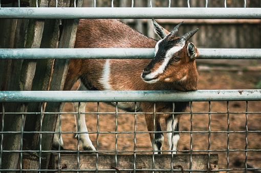 Pygmy goat peeks out from behind a fence in the zoo in Vinnytsia, Ukraine