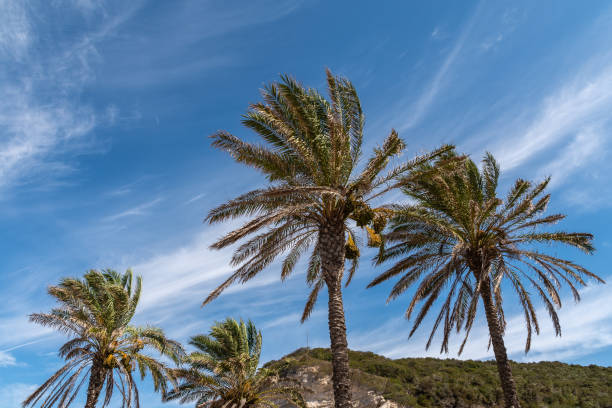 Palm trees on the background of mountains and blue sky with light clouds. Horizontal orientation