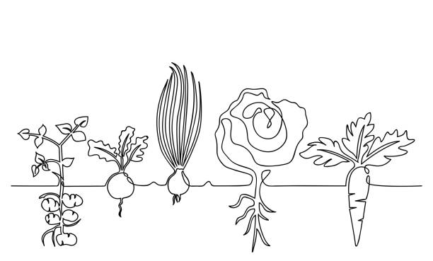 ilustrações, clipart, desenhos animados e ícones de família dos vegetais que crescem em um jardim em um jardim, hand-drawn em uma linha - vegetable garden illustrations