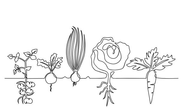 Family of vegetables growing in a garden on a garden, hand-drawn in one line One lines drawing vector ripe vegetables set, black and white sketch of a family of plants growing in the ground, isolated on a white background. Edible harvest one line hand drawn illustration crop plant illustrations stock illustrations