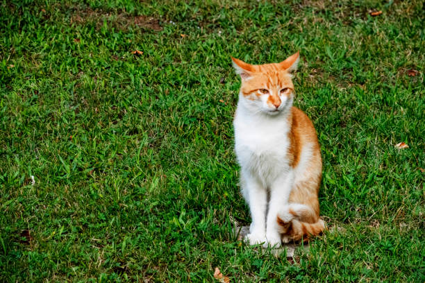 istock close up cute friends cats in nature 1176743754