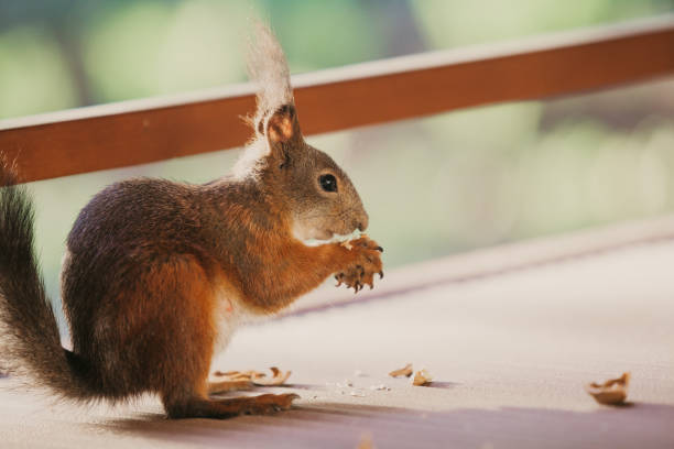 istock Red squirrel with long hair on ears nibbles nut 1176744144