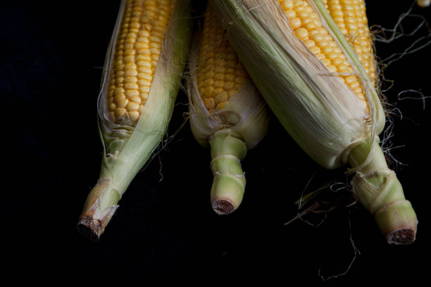 istock Cobs of ripe corn lie on black background 1176745329