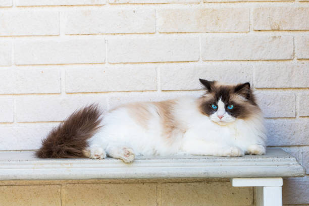 A pretty bicolor Ragdoll cat outdoors. The cat is lays on a concrete bench, with a white tile wall as background. A pretty bicolor Ragdoll cat outdoors. The cat lays on a concrete bench, with a white tile wall as background. pics for cat staring at wall stock pictures, royalty-free photos & images