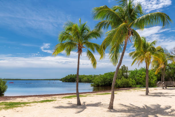 istock Coconut palm trees on tropical beach 1176746451