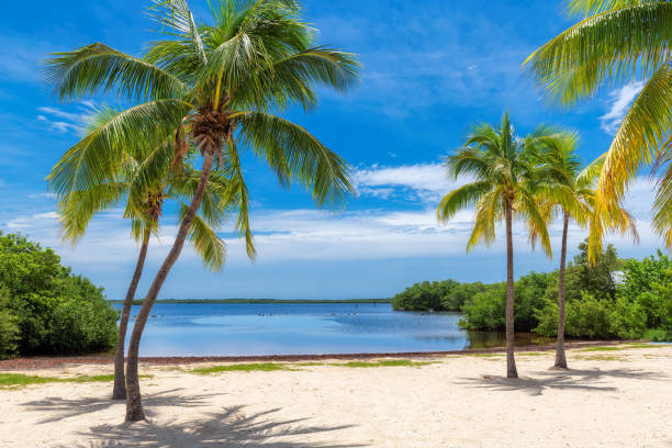Coconut palm trees on tropical beach Palm trees on a tropical sandy beach in Florida Keys, USA key largo stock pictures, royalty-free photos & images