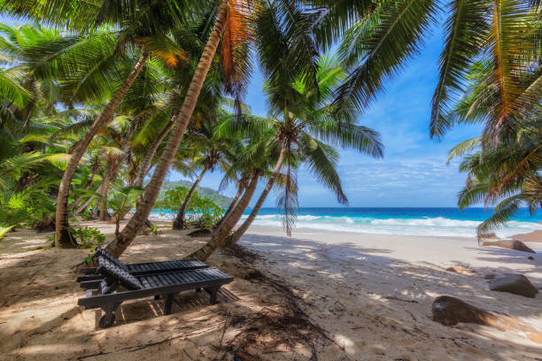 istock Coconut palm trees on vacation tropical beach 1176746492