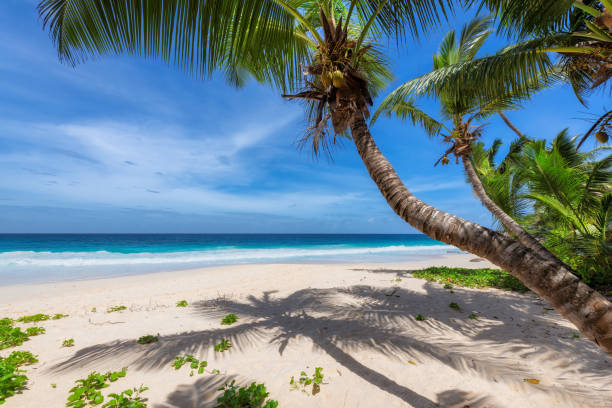 istock Coconut palm trees on paradise beach 1176746523