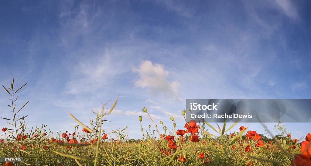 Campo di papavero. - Foto stock royalty-free di Ambientazione esterna