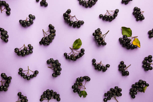 istock chokeberry, aronia berries. 1176749824
