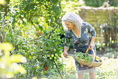 Senior woman harvesting vegetable in her garden