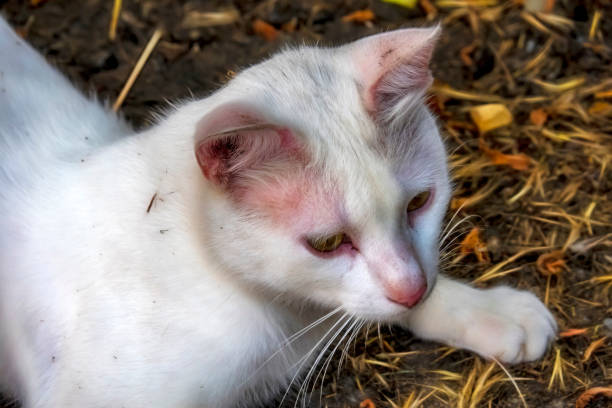 istock close up cute friends cats in nature 1176751499