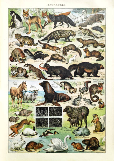 Old illustration about animal furs by H. Demoulin printed in the french dictionary 