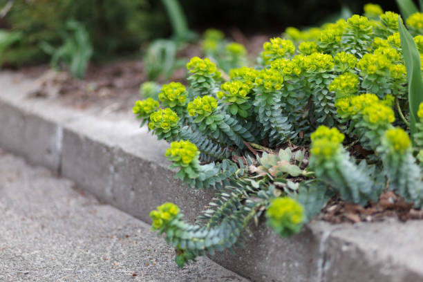 green flowers of myrtle euphorbia "euphorbia myrsinites", the myrtle spurge, blue spurge or broad-leaved glaucous-spurge. selective focus - euphorbiaceae imagens e fotografias de stock