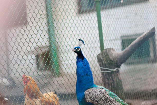 pfau feder phantasie bunten vogel. pfau - pfau mit engem schwanz, schöne repräsentative beispiel der männlichen pfau in großen metallischen farben - close up peacock animal head bird stock-fotos und bilder