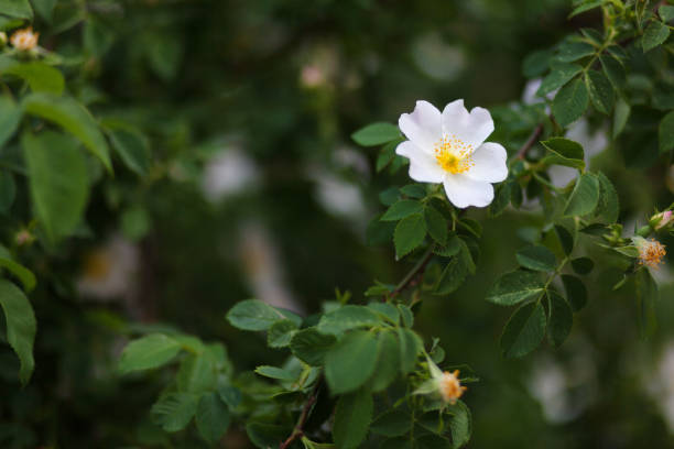 istock Beautiful spring briar twig, it can be used as a background. White bloom, buds, green leaves 1176752559