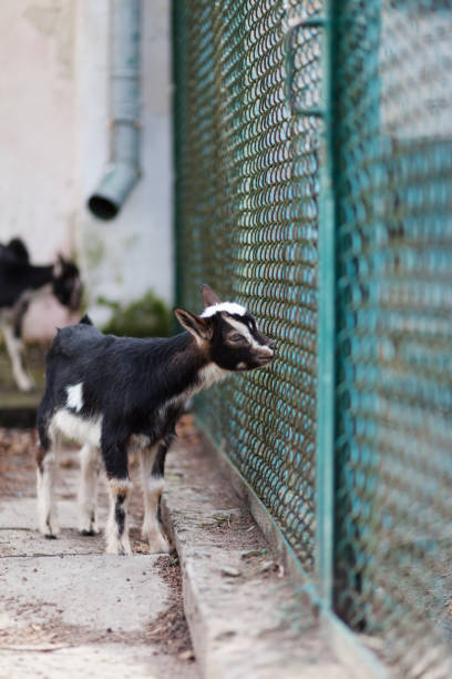 istock Cute baby goat play on the farm 1176752578