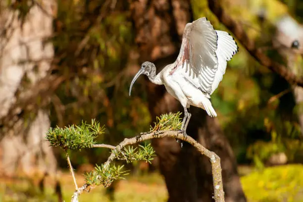 Australian White ibis outside during the day time.