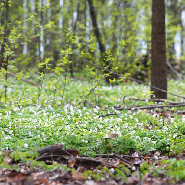 istock Wild Anemone flowers in the spring forest. Latvia 1176753166
