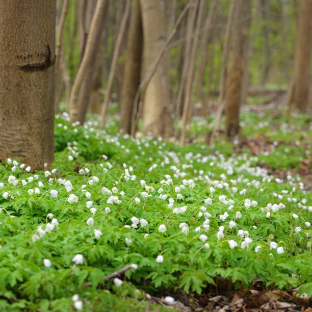 istock Wild Anemone flowers in the spring forest. Latvia 1176753362