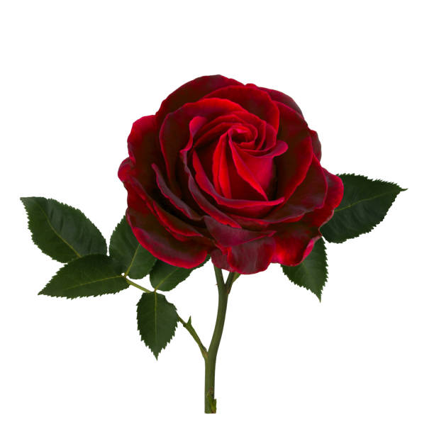 istock Bright red rose with green leaves 1176754143