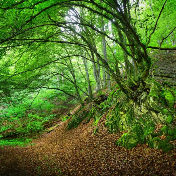 istock Mysterious summer beech forest view in Germany, Pfalz 1176754272