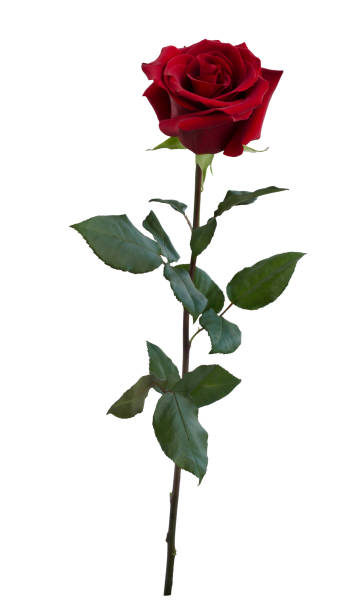 istock Dark red rose with green leaves 1176754278