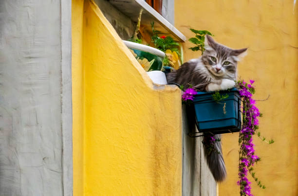 istock close up cute friends cats in nature 1176754298