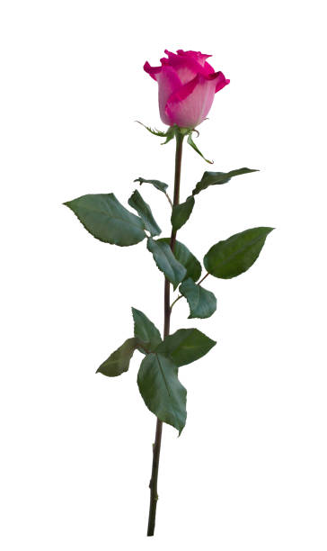 istock Delicate pink rose with green leaves 1176755497