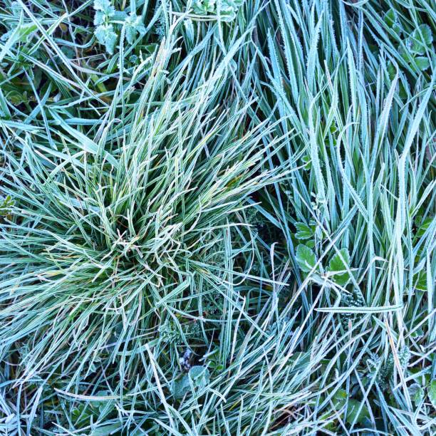istock Grass covered with morning rime in Autumn. 1176755639