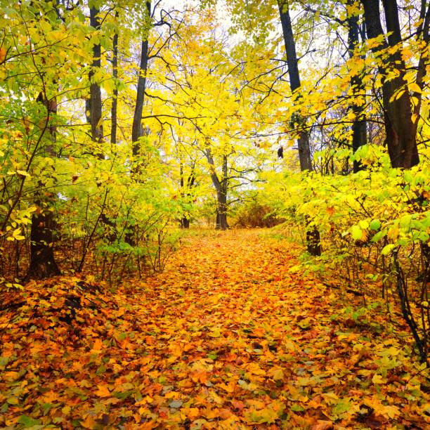 istock Autumn alley in an old park. Riga, Latvia. 1176755675