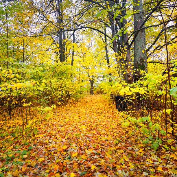 istock Autumn alley in an old park. Riga, Latvia. 1176755680