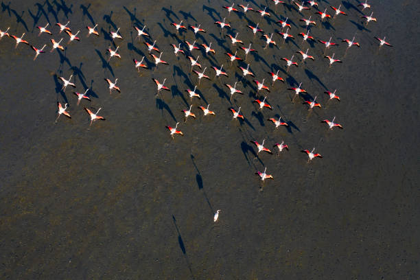 aerial view of flamingos on lake - group of animals animal bird flamingo imagens e fotografias de stock