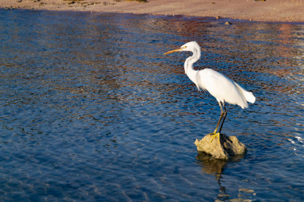 White heron standing on a rock on blue sea background\