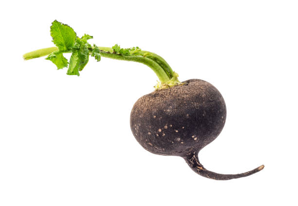 Poudre De Radis Noir Raphanus Sativus 1 Kg - France Herboristerie - 100% Naturelle