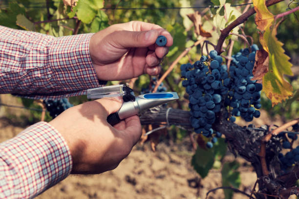 istock Man hands holding refractometer and red grapes with in a vineyard. Selective focus 1176760080
