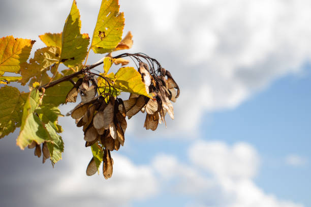 A branch of maple with seeds. Against the blue sky with clouds, a maple branch with leaves and seeds of lionfish. maple keys maple tree seed tree stock pictures, royalty-free photos & images