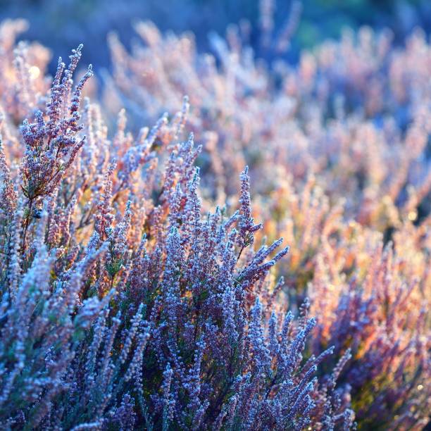 istock Heather plants at the sunrise covered in rime 1176760630