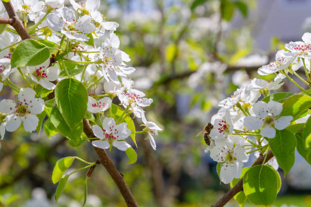 istock Bee collects nectar from white flowers of pear tree in late spring 1176760696